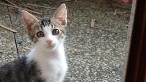 Figaro, chat adopté par Caresses de Chat 94