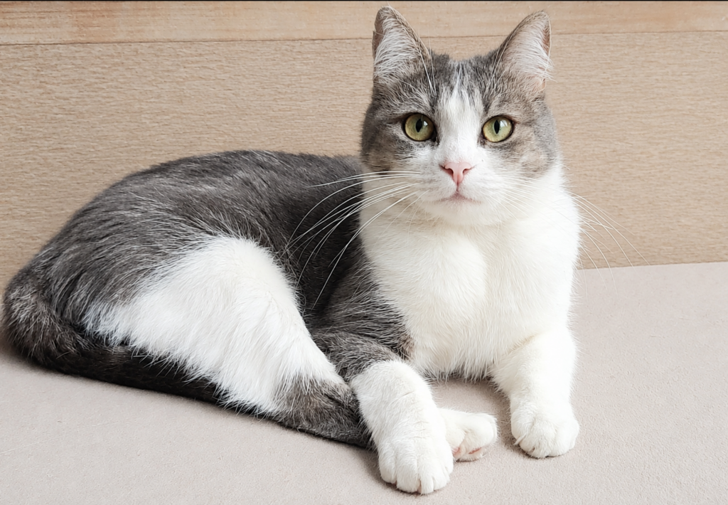 Chat perdu — Nina — Saint Maur des Fosses (27/09/2026), signalement, Caresses de Chat 94