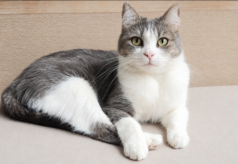 Chat perdu — Nina — Saint Maur des Fosses (27/09/2026)