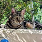 Flocki, chat à l’adoption