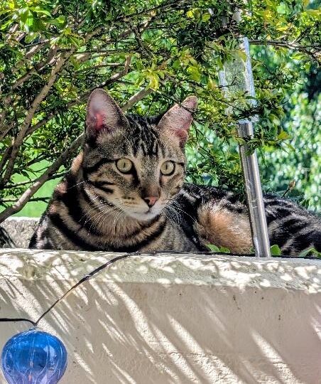 Flocki, chat à l’adoption — Caresses de Chat 94 (Saint-Maur-des-Fossés, 94)