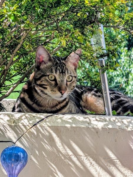 Flocki, chat à l’adoption — Caresses de Chat 94 (Saint-Maur-des-Fossés, 94)