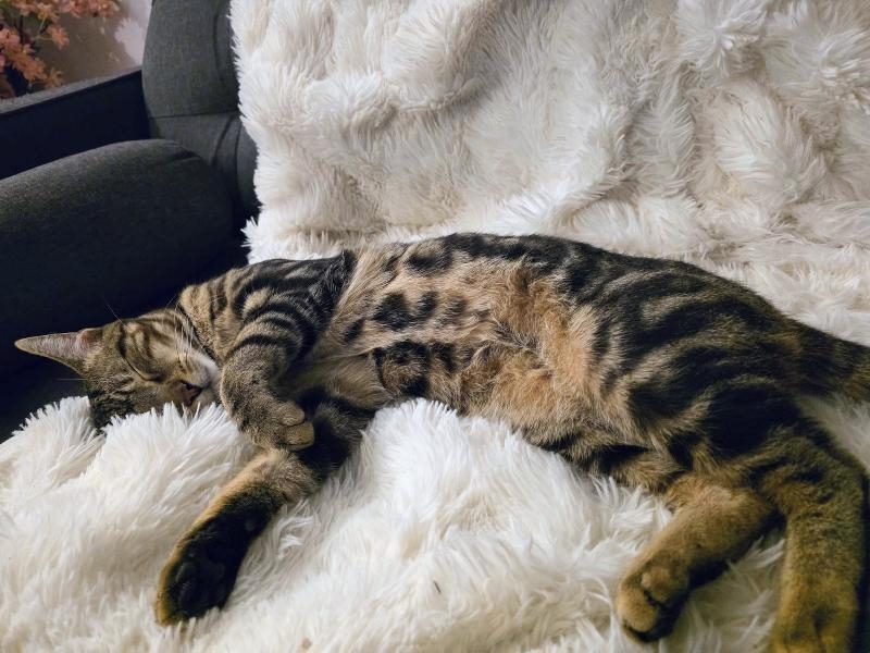 Flocki, chat à l’adoption — Caresses de Chat 94 (Saint-Maur-des-Fossés, 94)