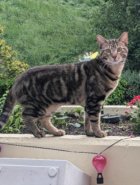 Flocki, chat à l’adoption — Caresses de Chat 94 (Saint-Maur-des-Fossés, 94)