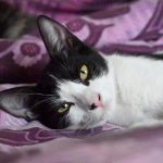 Gala, chat à l’adoption