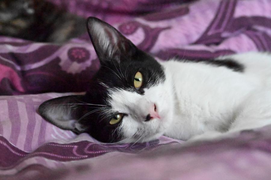 Gala, chat à l’adoption — Caresses de Chat 94 (Saint-Maur-des-Fossés, 94)