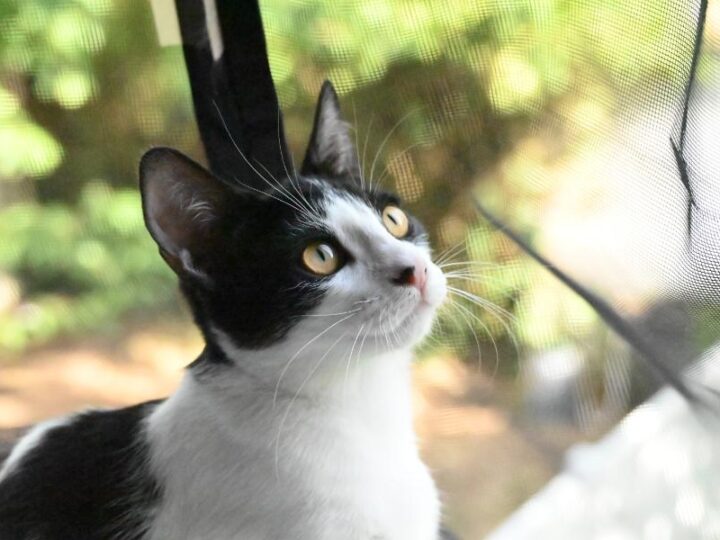 Gala, chat à l’adoption — Caresses de Chat 94 (Saint-Maur-des-Fossés, 94)
