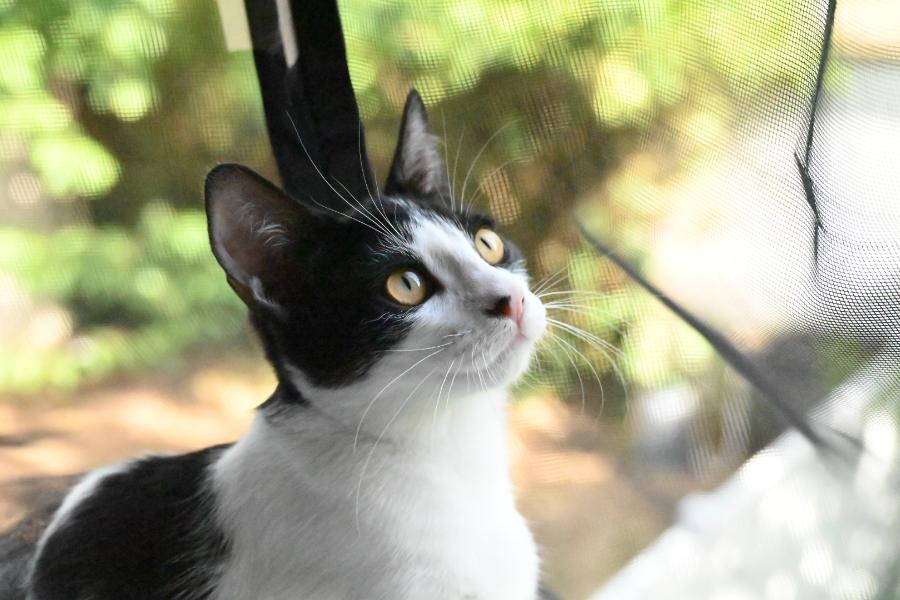 Gala, chat à l’adoption — Caresses de Chat 94 (Saint-Maur-des-Fossés, 94)