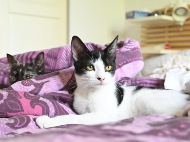 Gala, chat à l’adoption — Caresses de Chat 94 (Saint-Maur-des-Fossés, 94)