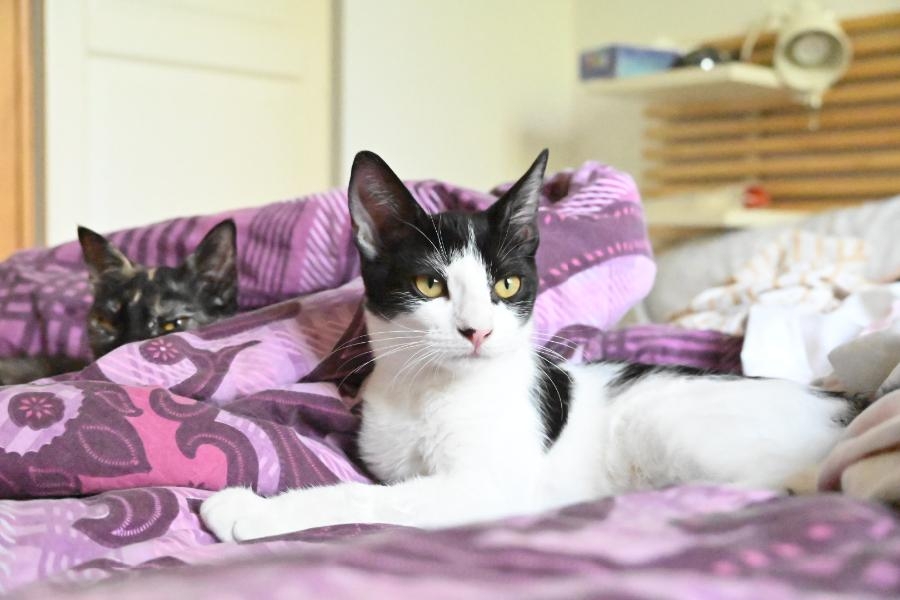 Gala, chat à l’adoption — Caresses de Chat 94 (Saint-Maur-des-Fossés, 94)