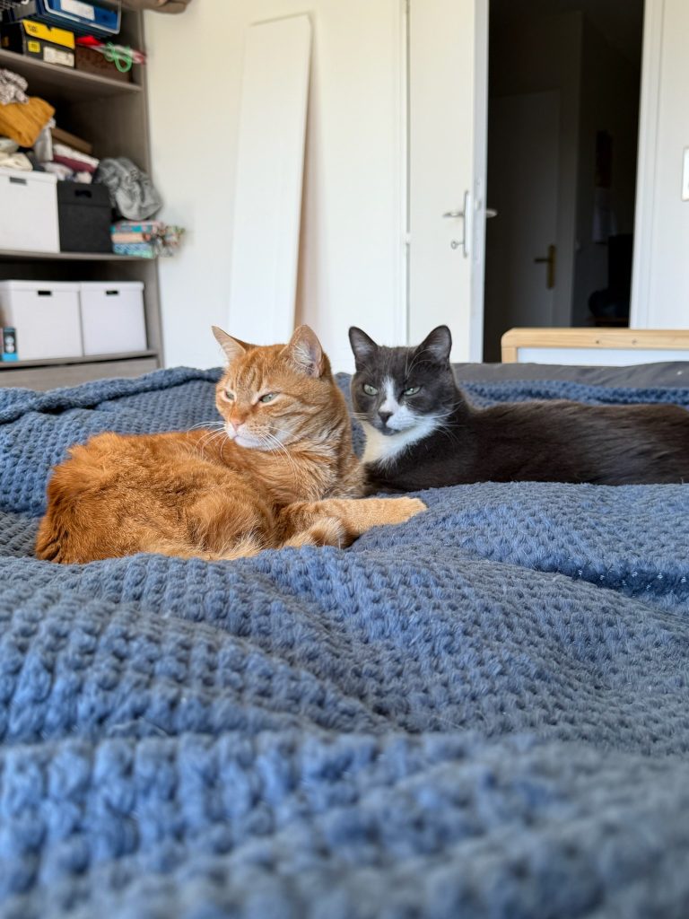 Ganouche et Pim, chat adopté par Caresses de Chat 94