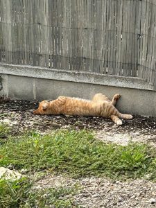 Ganouche et Pim, chat adopté par Caresses de Chat 94