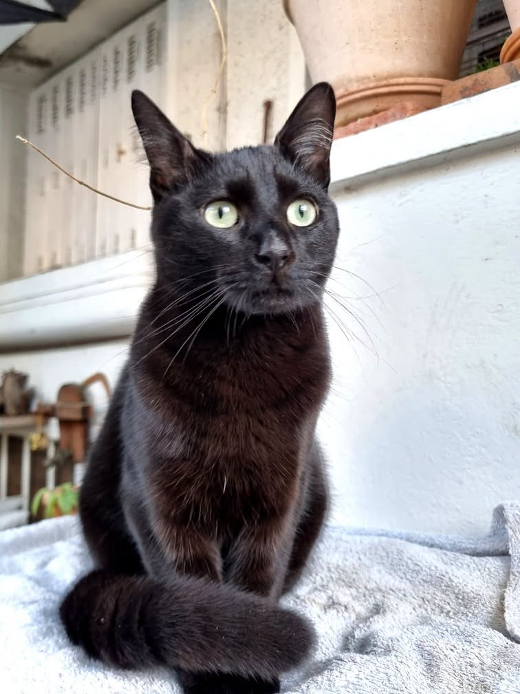 Chat perdu — GASPARD — Saint-Maur-des-Fossés (15/08/2026)