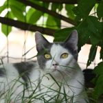 Gidi, chat à l’adoption