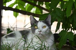 Gidi, chat à l’adoption