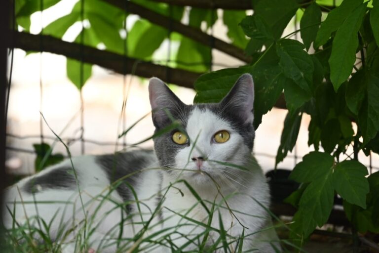 Gidi, chat à l’adoption — Caresses de Chat 94 (Saint-Maur-des-Fossés, 94)