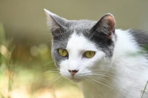 Gidi, chat à l’adoption