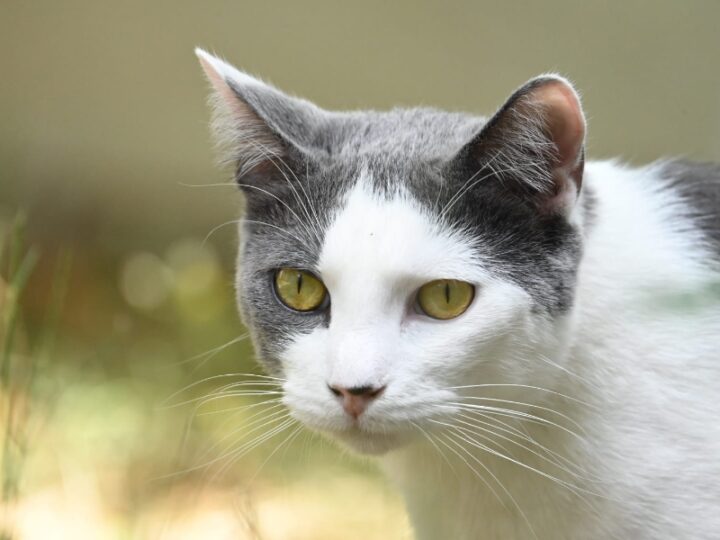 Gidi, chat à l’adoption — Caresses de Chat 94 (Saint-Maur-des-Fossés, 94)