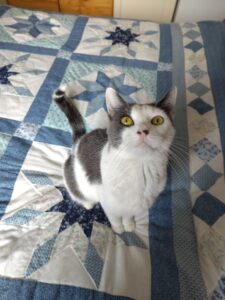 Gidi, chat adopté par Caresses de Chat 94