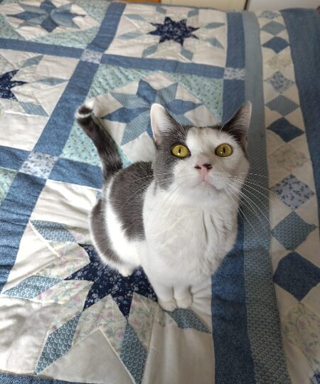 Gidi, chat à l’adoption — Caresses de Chat 94 (Saint-Maur-des-Fossés, 94)