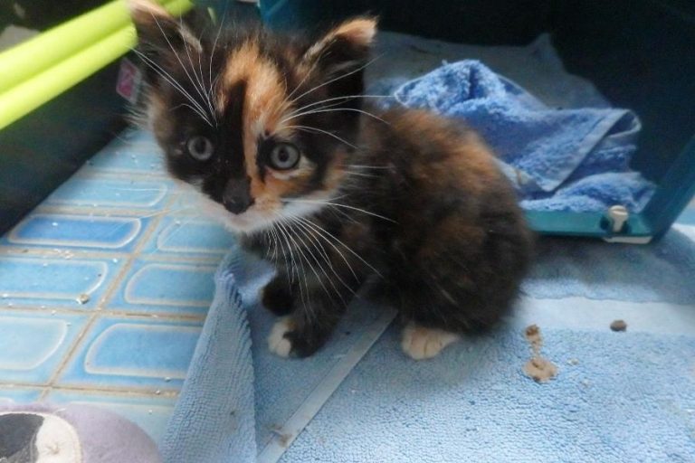 Gribouille, chat adopté par Caresses de Chat 94