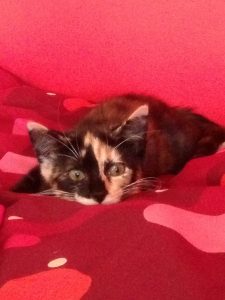 Gribouille, chat adopté par Caresses de Chat 94
