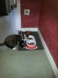 Gribouille, chat adopté par Caresses de Chat 94