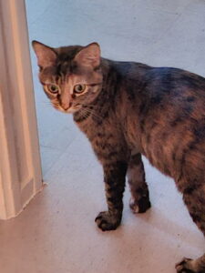 Boussole, chat adopté par Caresses de Chat 94