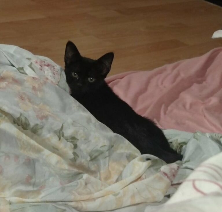Chat perdu — Jiji — Saint-Maur-des-Fossés (24/09/2026)