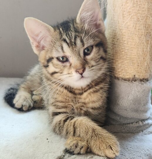 Jim, chat à l’adoption — Caresses de Chat 94 (Saint-Maur-des-Fossés, 94)