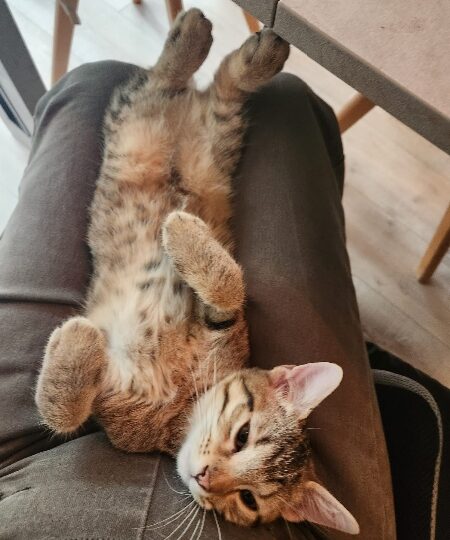 Jim, chat à l’adoption — Caresses de Chat 94 (Saint-Maur-des-Fossés, 94)