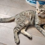 Jim, chat à l’adoption