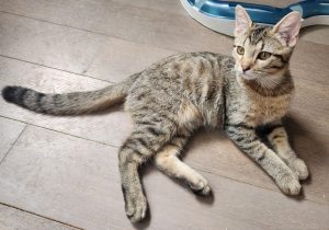 Jim, chat à l’adoption