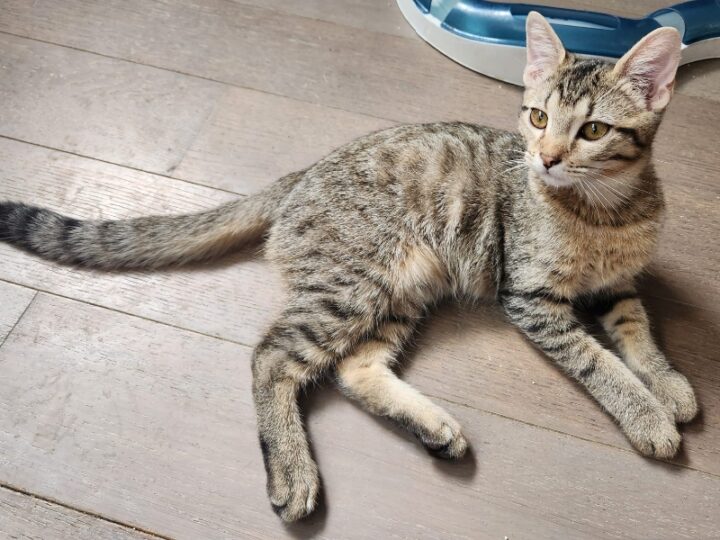 Jim, chat à l’adoption — Caresses de Chat 94 (Saint-Maur-des-Fossés, 94)