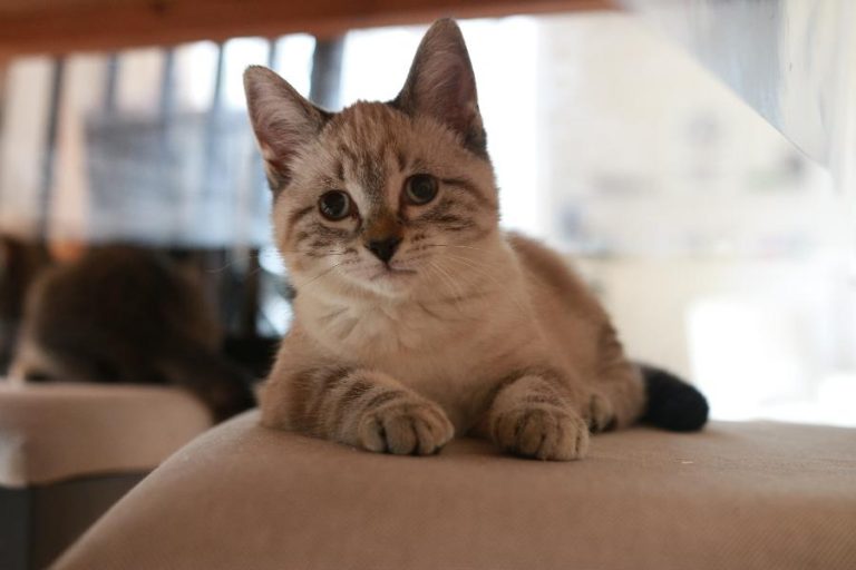 Kira, chat adopté par Caresses de Chat 94