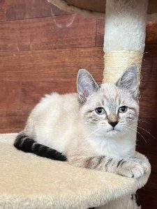 Kira, chat adopté par Caresses de Chat 94