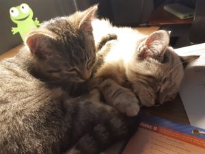 Kira, chat adopté par Caresses de Chat 94