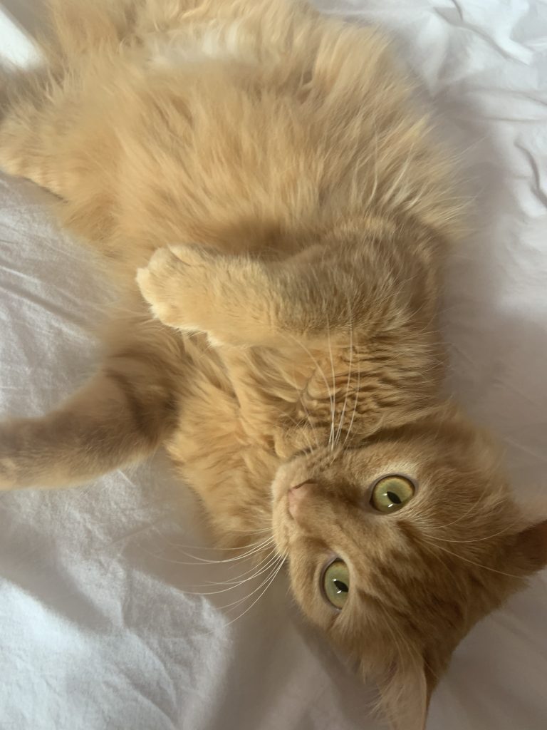 Léon, chat adopté par Caresses de Chat 94