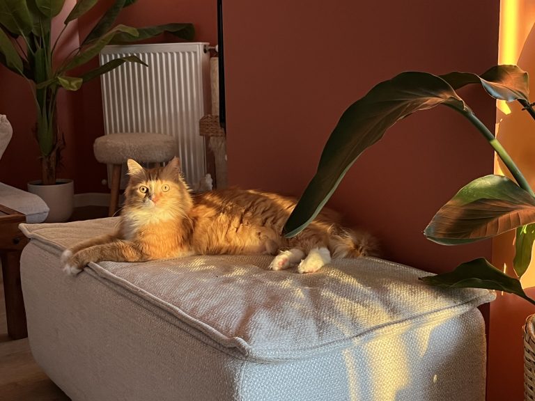 Lipton, chat adopté par Caresses de Chat 94