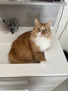 Lipton, chat adopté par Caresses de Chat 94