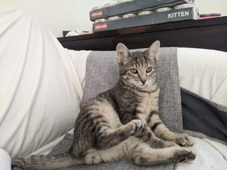 Loki, chat adopté par Caresses de Chat 94