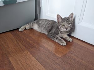 Loki, chat adopté par Caresses de Chat 94