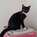 Loulou, chat à l’adoption