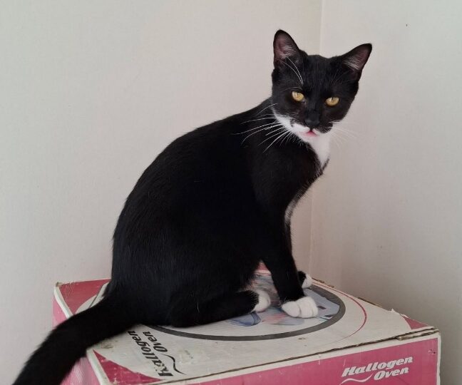 Loulou, chat à l’adoption — Caresses de Chat 94 (Saint-Maur-des-Fossés, 94)