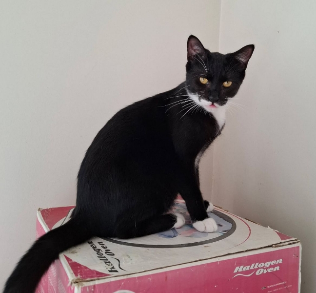 Loulou, chat à l’adoption — Caresses de Chat 94 (Saint-Maur-des-Fossés, 94)