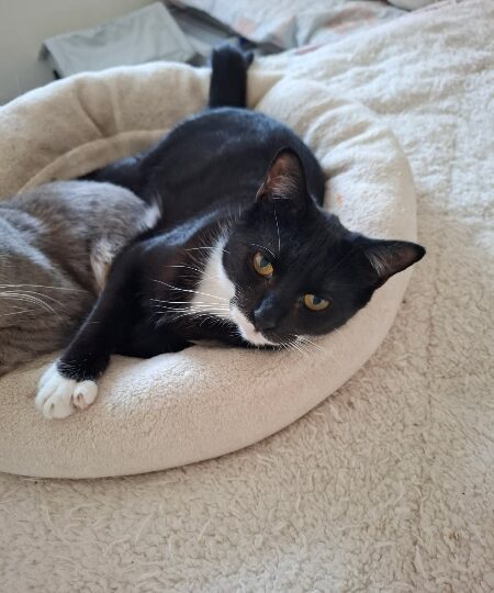 Loulou, chat à l’adoption — Caresses de Chat 94 (Saint-Maur-des-Fossés, 94)