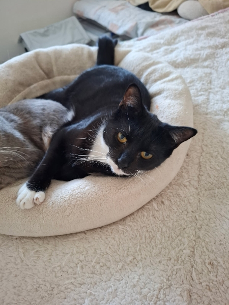 Loulou, chat à l’adoption — Caresses de Chat 94 (Saint-Maur-des-Fossés, 94)