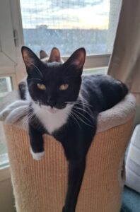 Loulou, chat adopté par Caresses de Chat 94