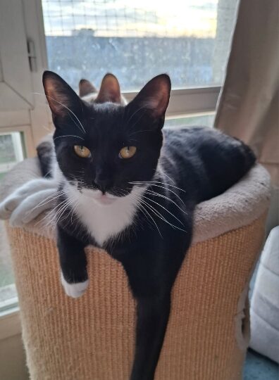 Loulou, chat à l’adoption — Caresses de Chat 94 (Saint-Maur-des-Fossés, 94)