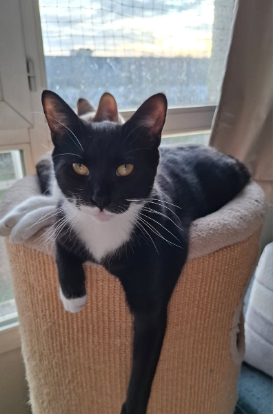 Loulou, chat à l’adoption — Caresses de Chat 94 (Saint-Maur-des-Fossés, 94)